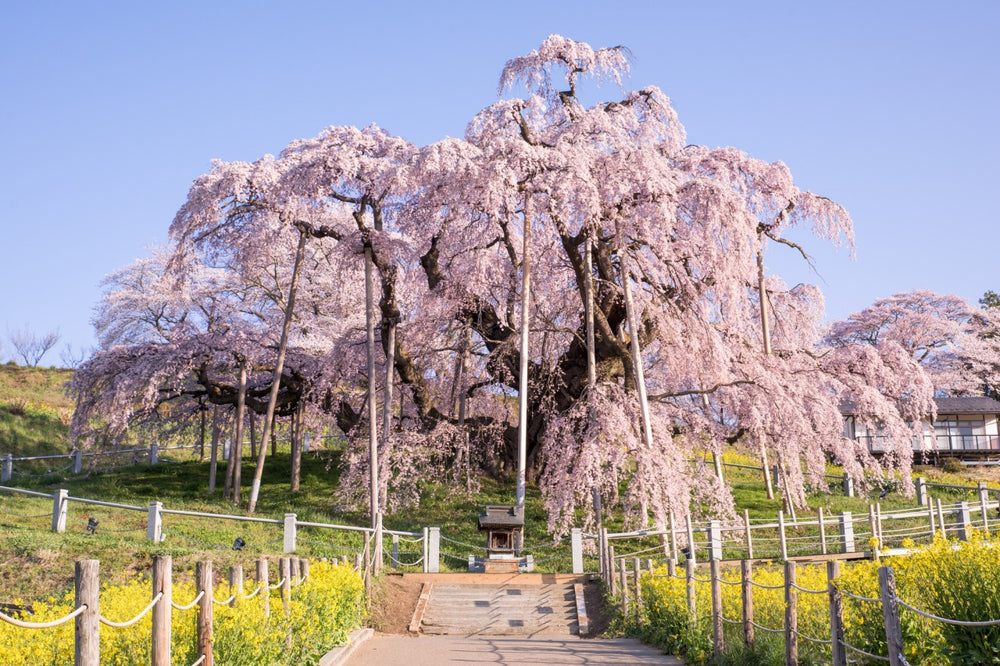 Is This Really The World's Greatest Cherry Blossom Tree?