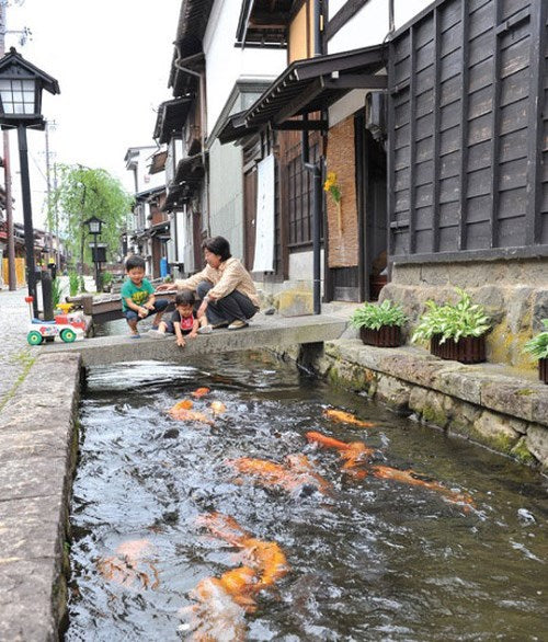 A Town With Koi Fish Swimming In Their Gutters?