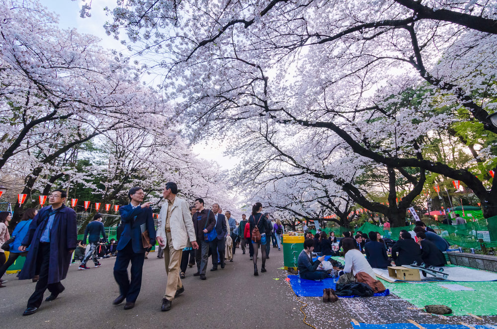 Ueno Sakura In Bloom!