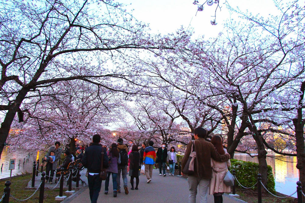 Beautiful Ueno Park in Tokyo during Sakura season