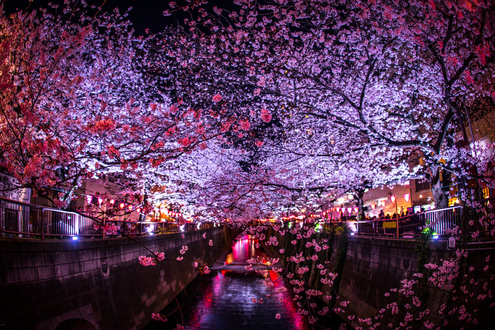 One of the Most Beautiful Cherry Blossom Festivals In Tokyo!