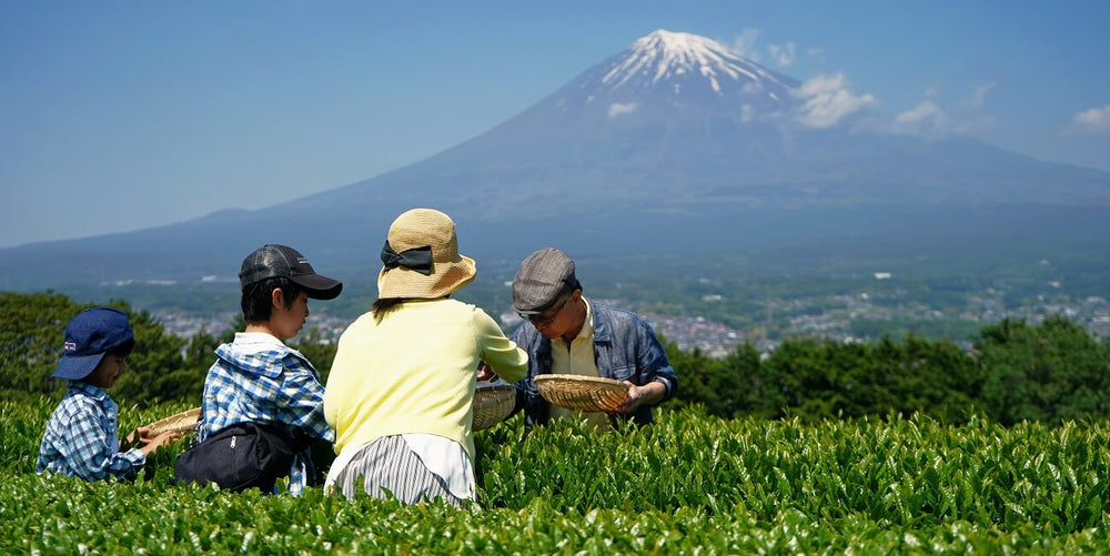 What Harvesting Green Tea In Japan Is Like