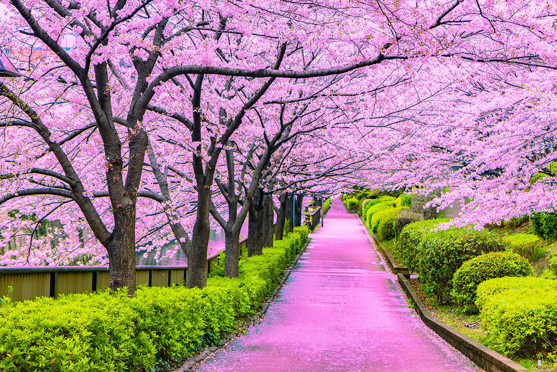 Cherry Blossoms In Full Bloom