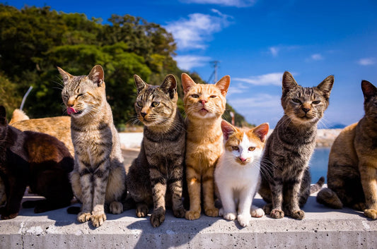 Japan's Real Life Pet Detective!