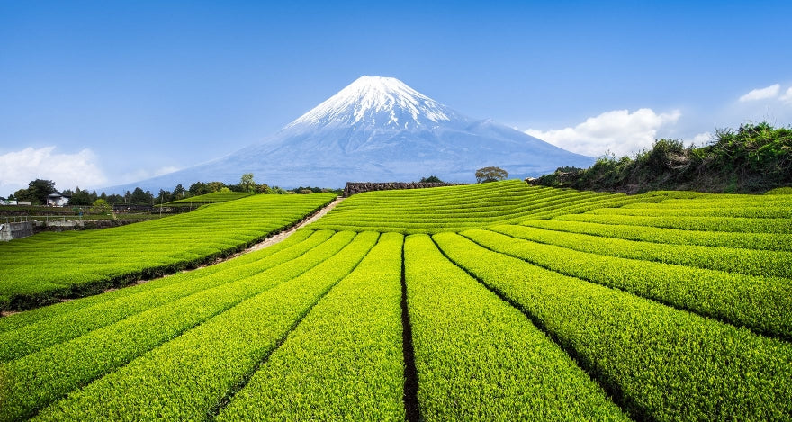 How Japanese Green Tea Is Made