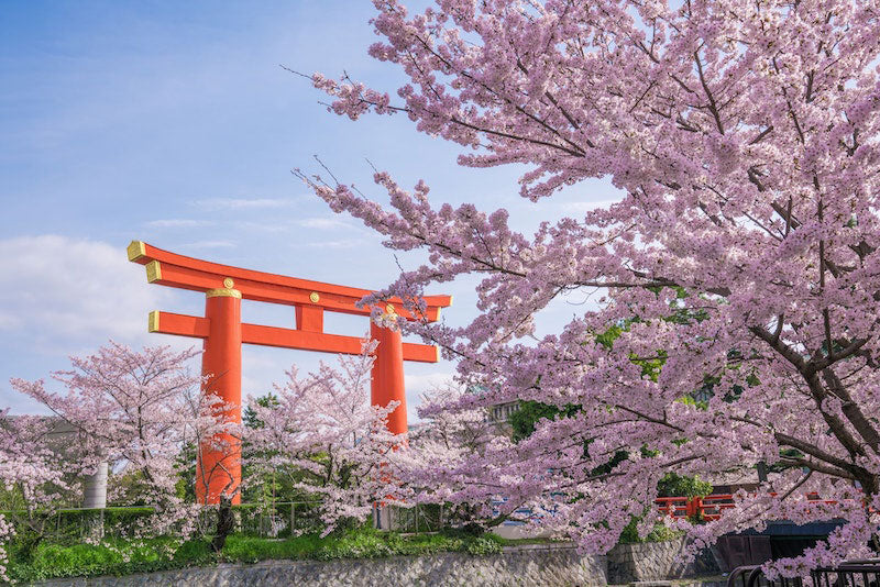 Beautiful Cherry Blossoms In Kyoto