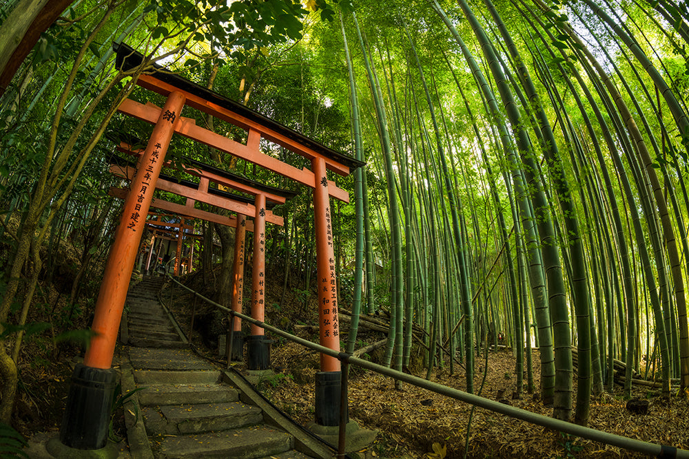 Kyoto's Magical Hidden Forests